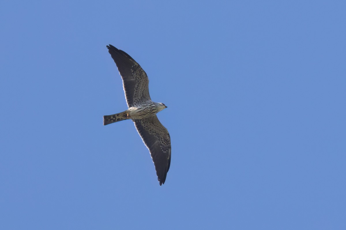 Mississippi Kite - ML646495747