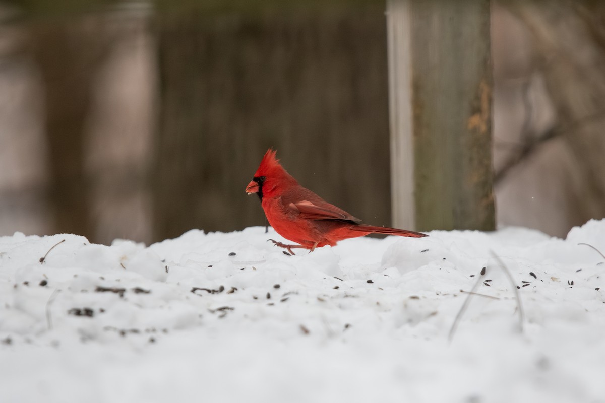 Cardinal rouge - ML646495749
