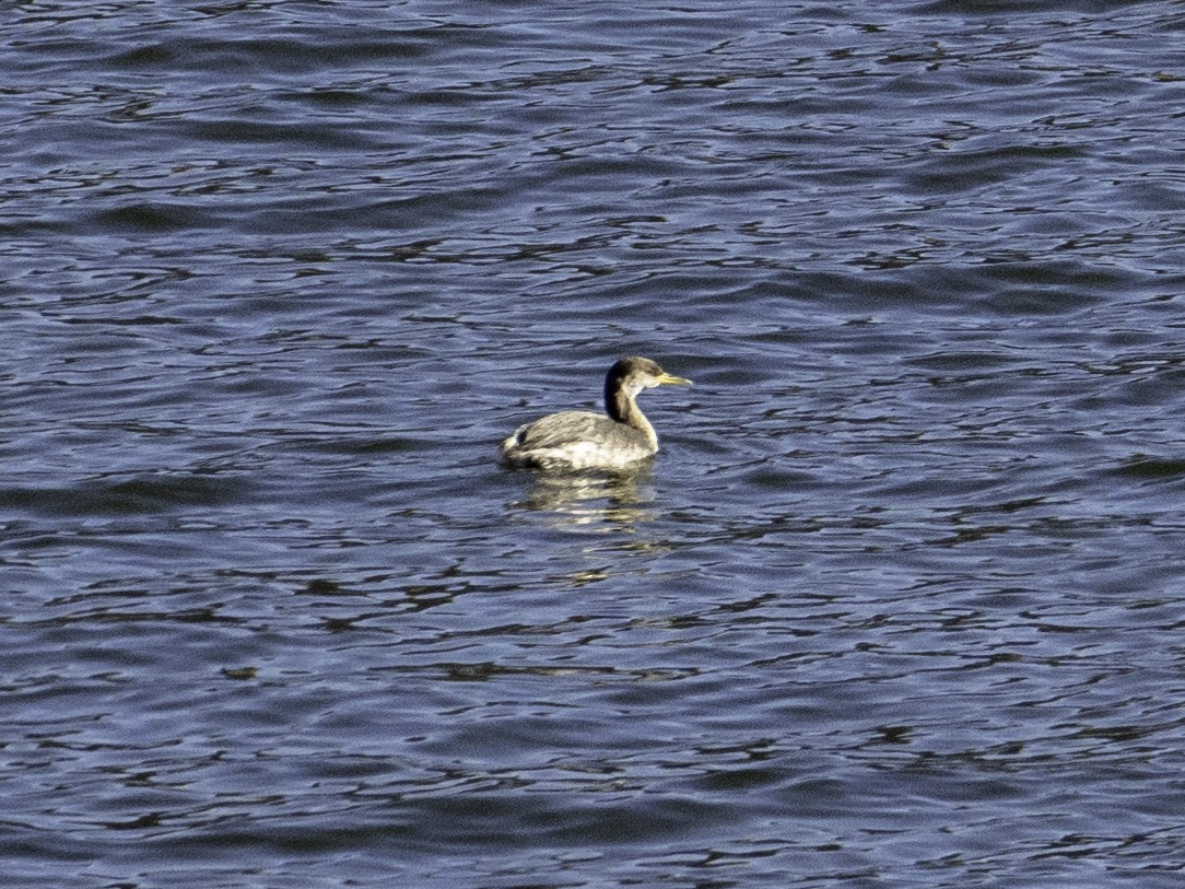 Red-necked Grebe - ML646495750