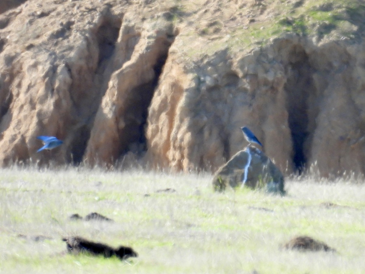 Mountain Bluebird - ML646495755