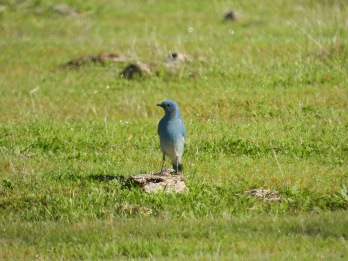 Mountain Bluebird - ML646495756