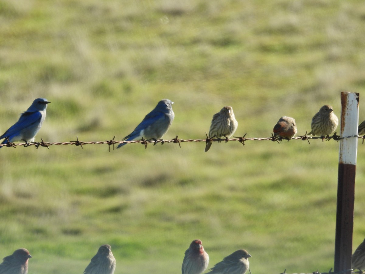 Mountain Bluebird - ML646495757