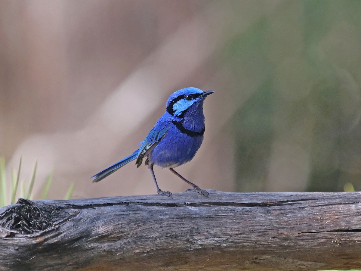 Splendid Fairywren - ML646495764