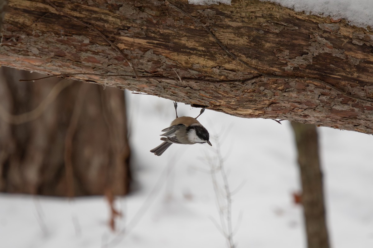 Black-capped Chickadee - ML646495765
