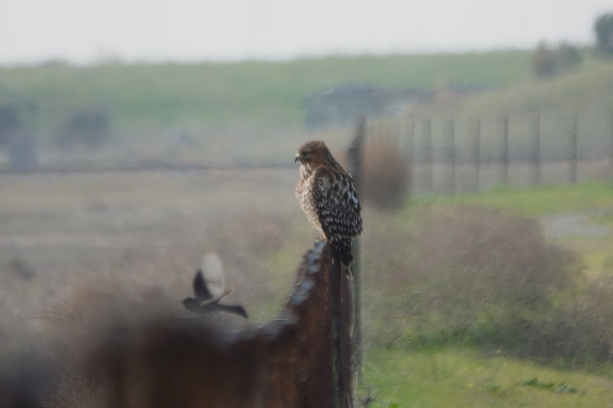 Red-shouldered Hawk - ML646495767