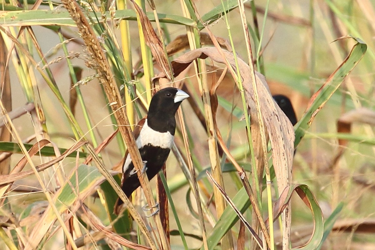 Tricolored Munia - ML646495776