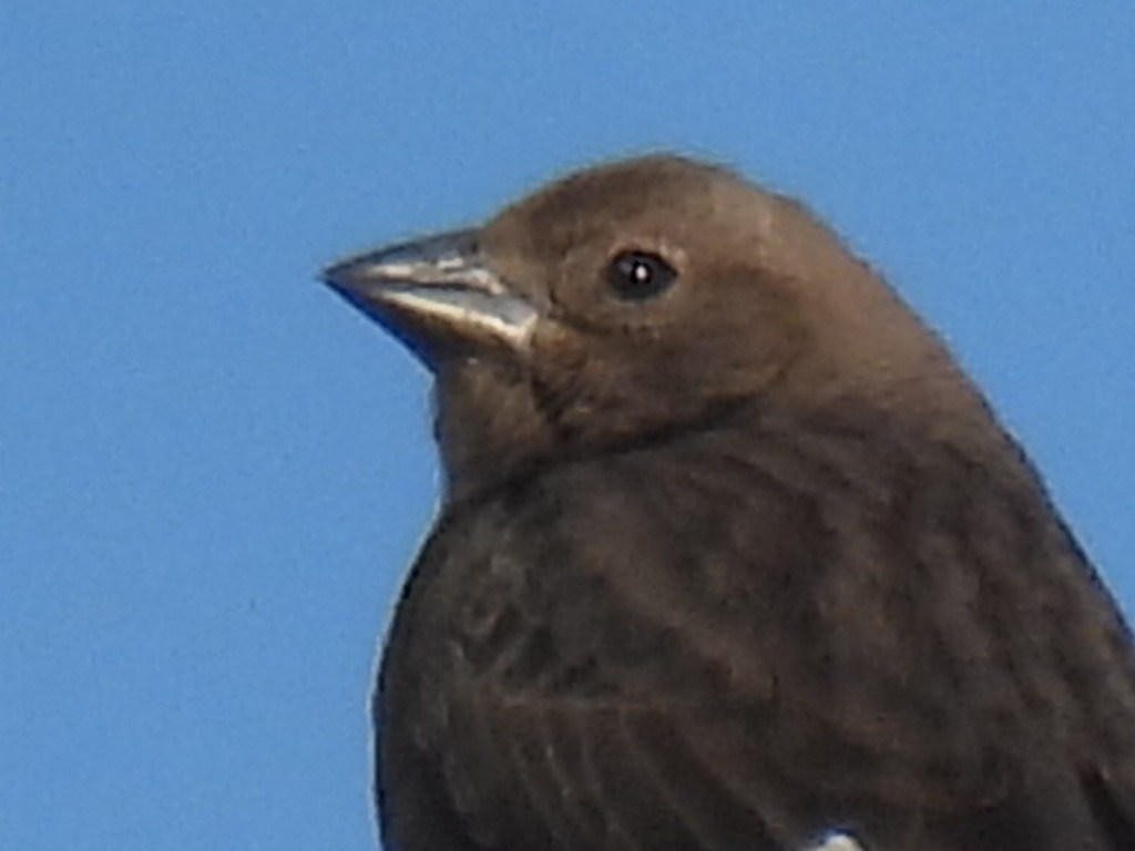 Brown-headed Cowbird - ML646495779