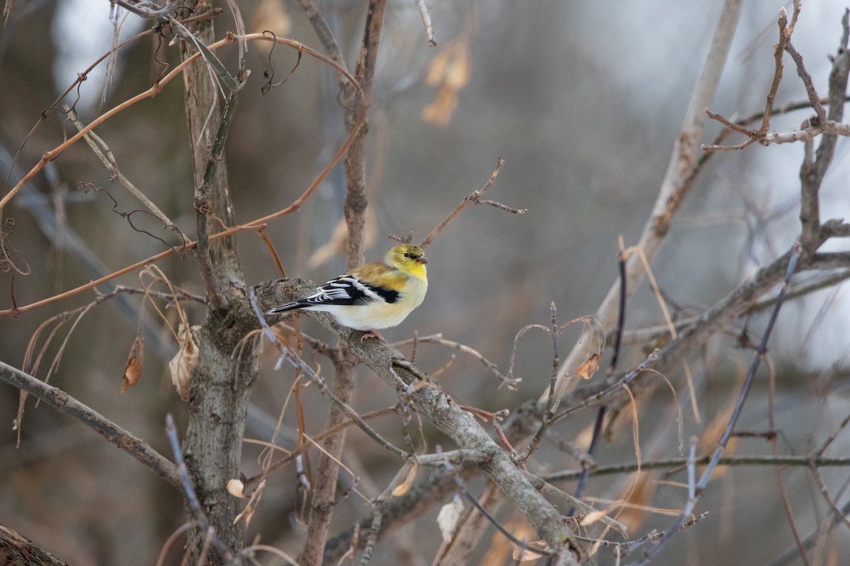 American Goldfinch - ML646495786