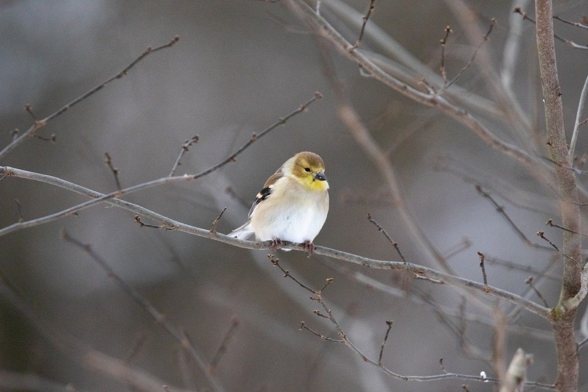 American Goldfinch - ML646495787