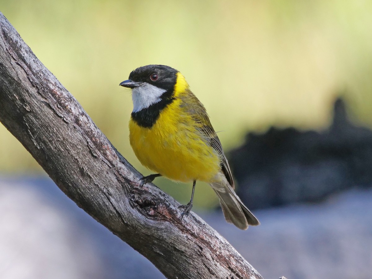 Golden Whistler - ML646495789