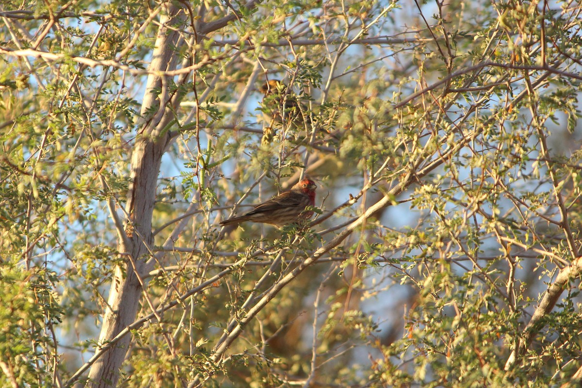 House Finch - ML646495791