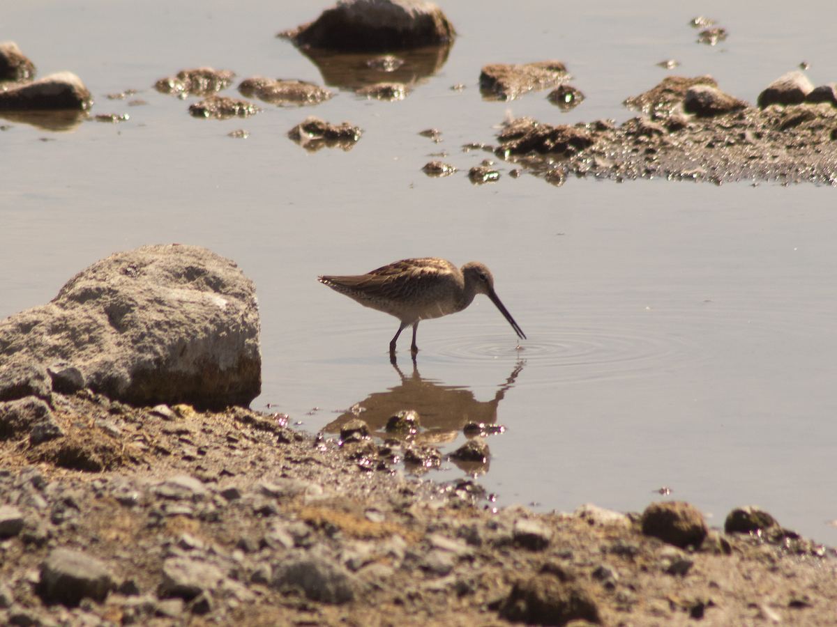 Long-billed Dowitcher - ML646495792