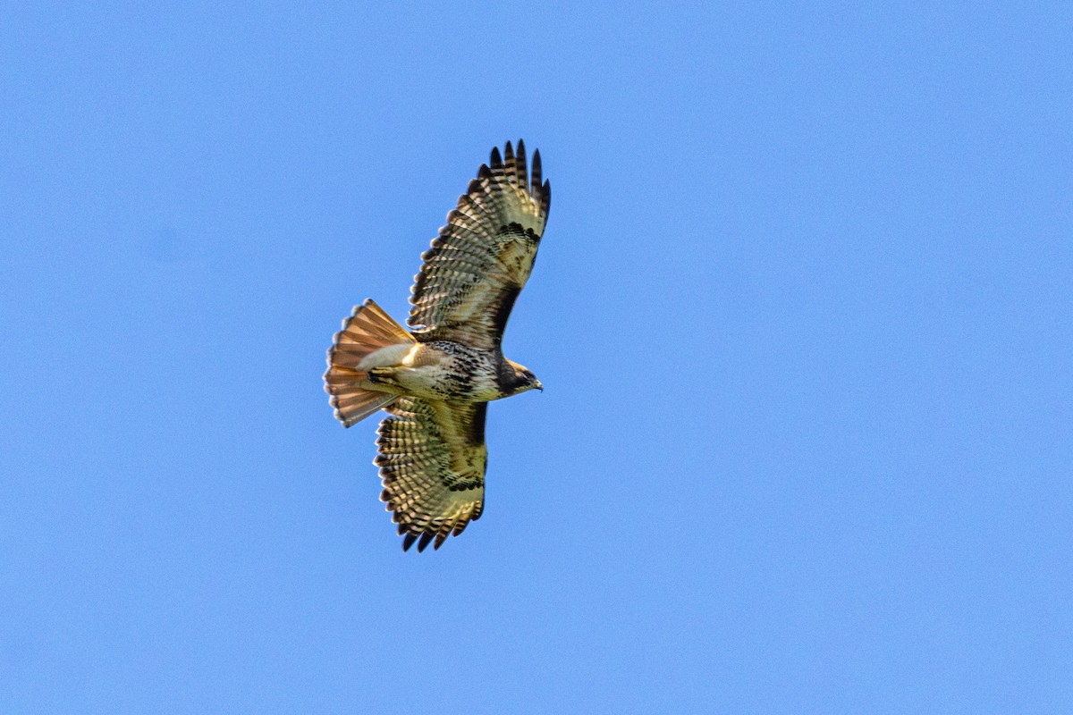 Red-tailed Hawk - ML646495793