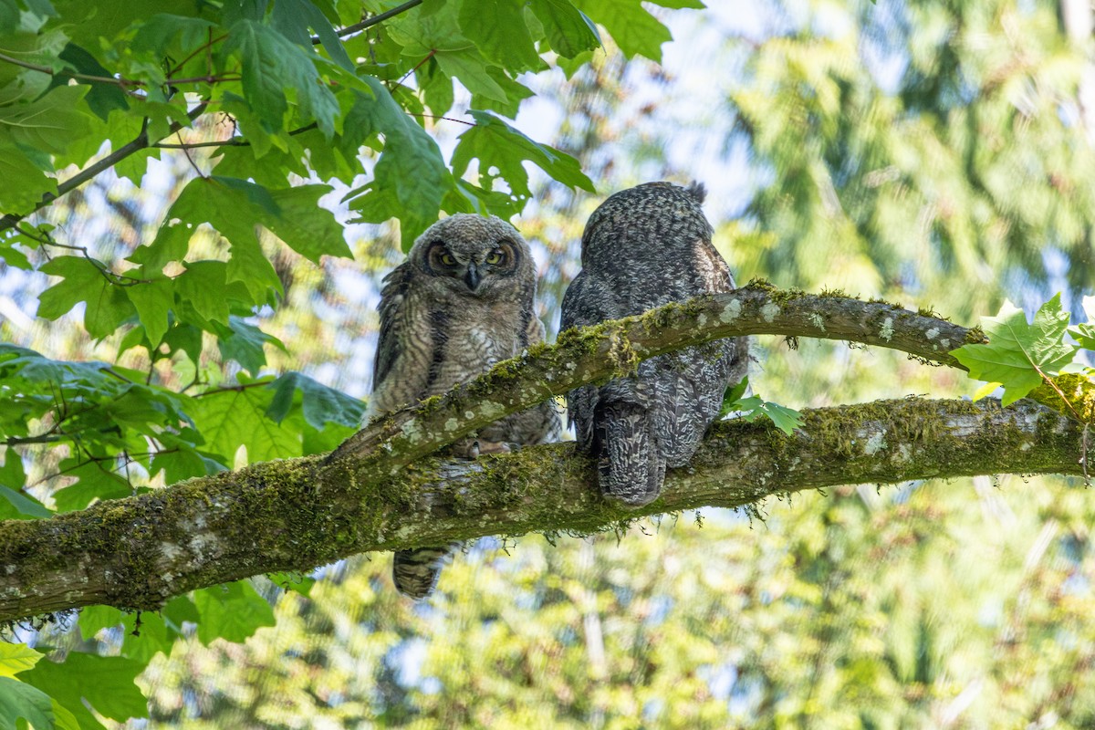 Great Horned Owl - ML646495797