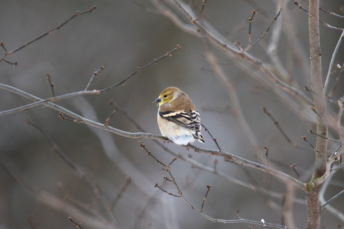 American Goldfinch - ML646495798