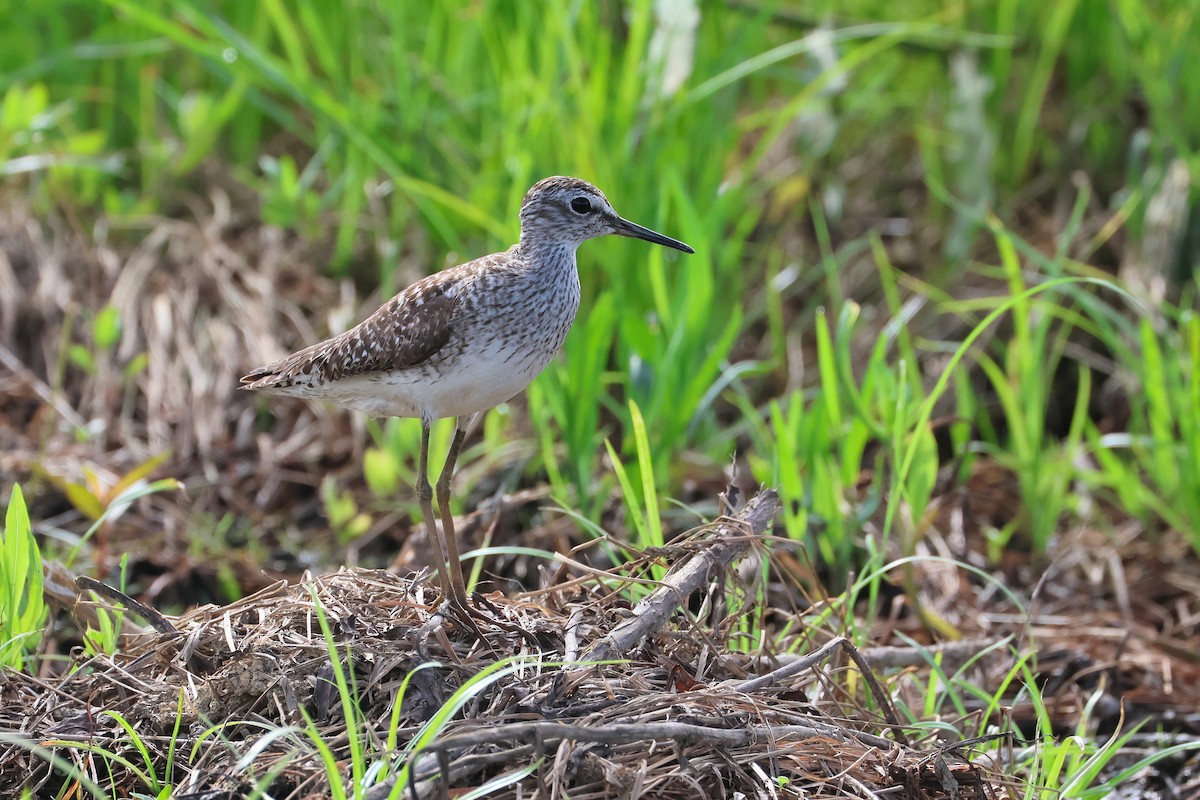 Bruchwasserläufer - ML646495806