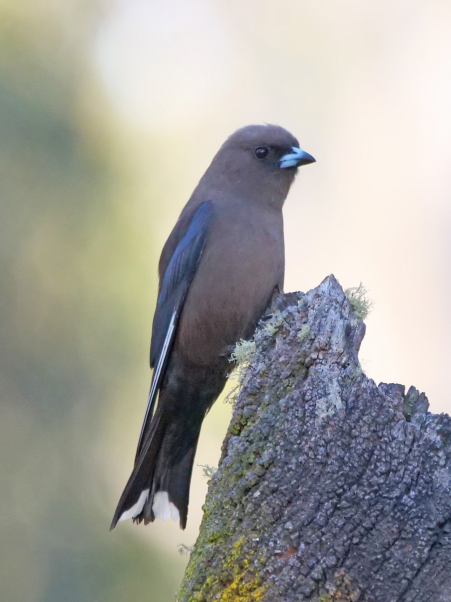 Artamo Sombrío - ML646495814