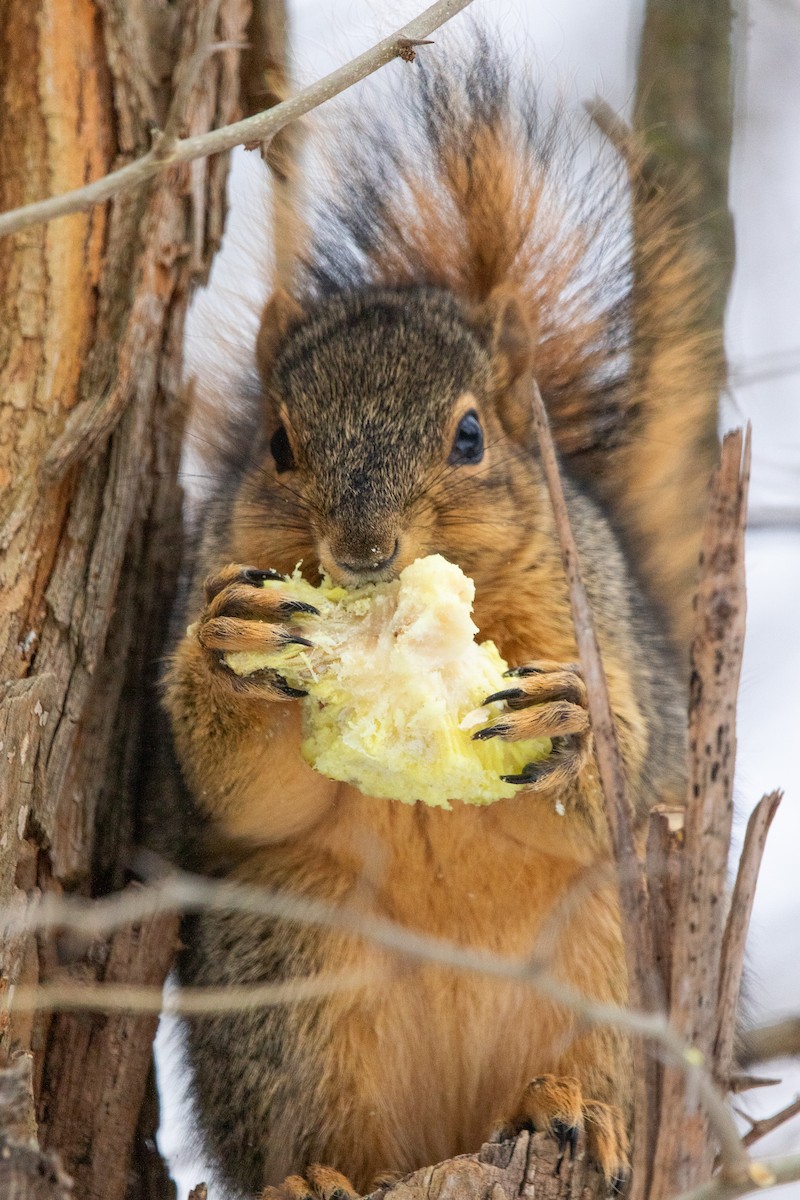 Animals - ML646495815