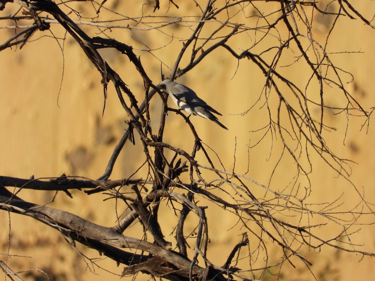Black-faced Cuckooshrike - ML646495816