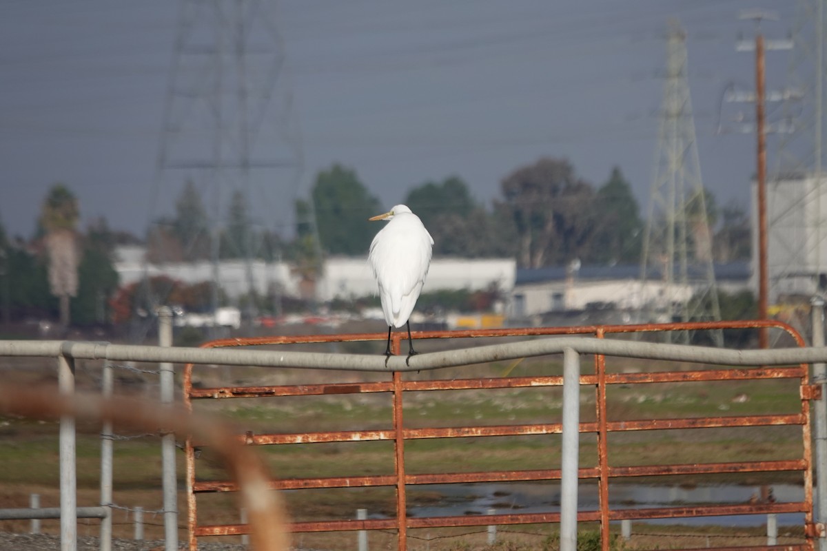 Great Egret - ML646495817