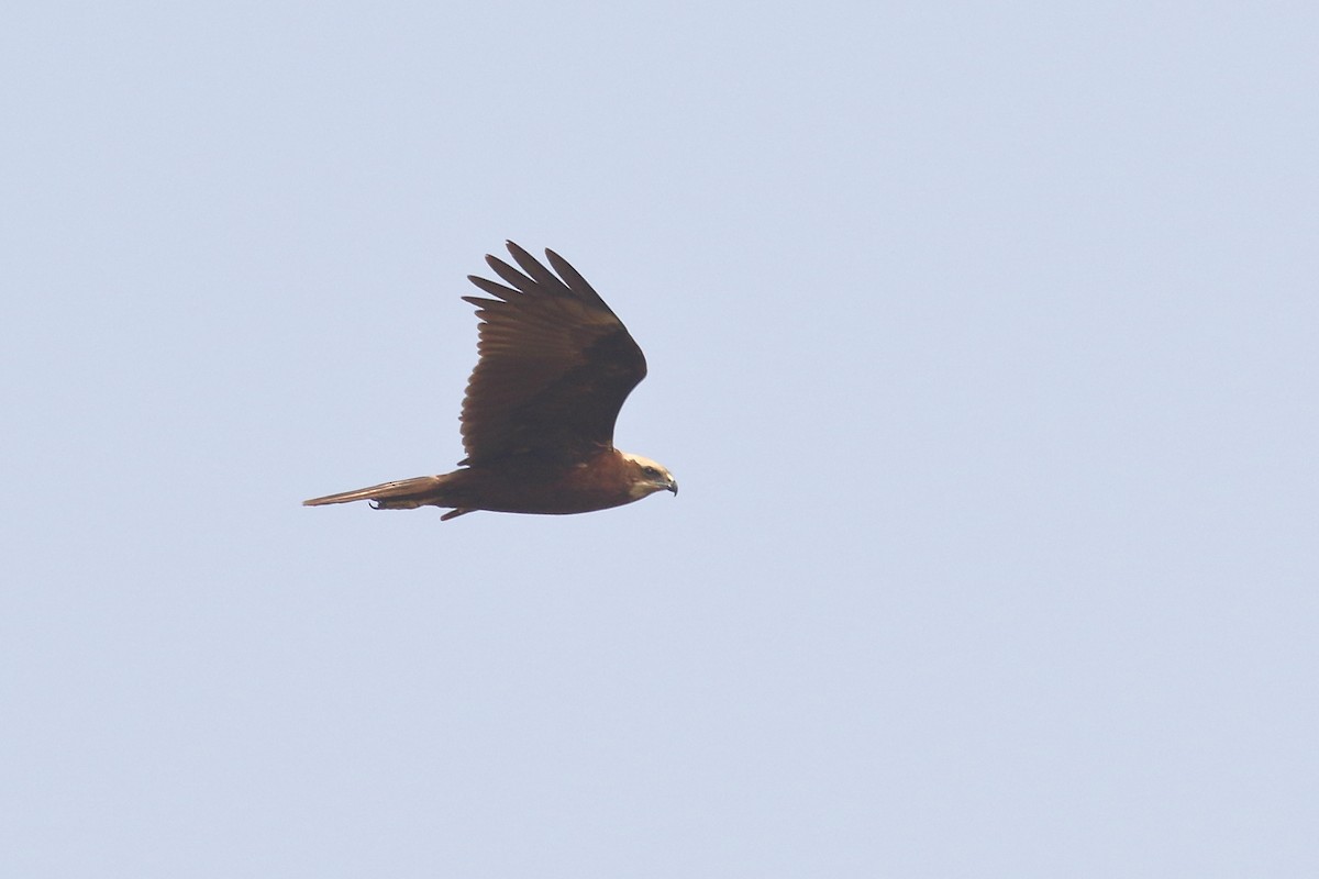 Western Marsh Harrier - ML646495818