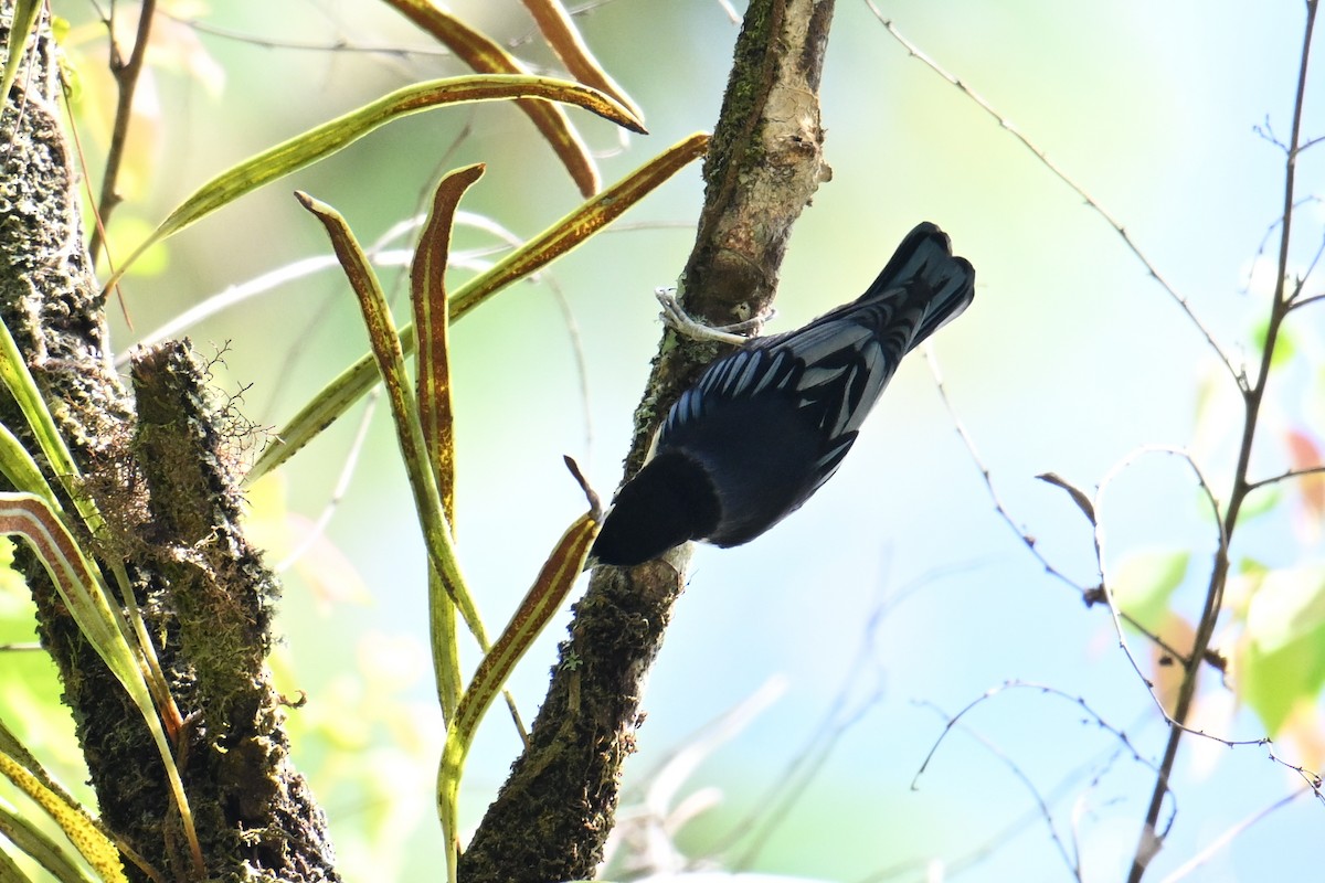 ズグロゴジュウカラ - ML646495820