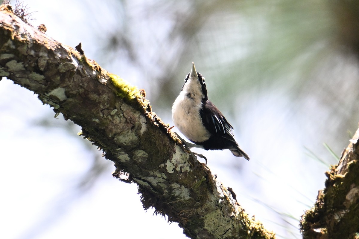 ズグロゴジュウカラ - ML646495822