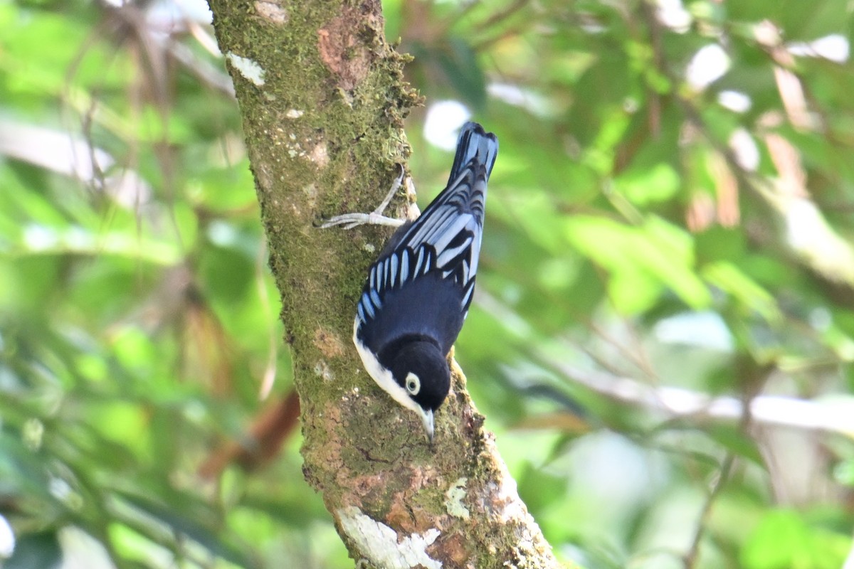 ズグロゴジュウカラ - ML646495823