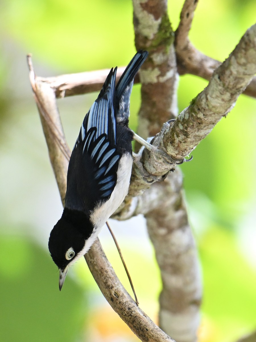 ズグロゴジュウカラ - ML646495824