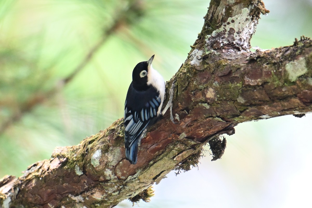 ズグロゴジュウカラ - ML646495825