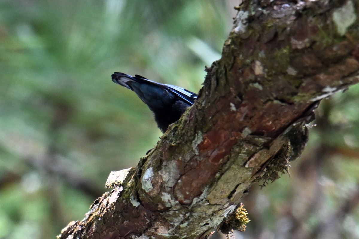 ズグロゴジュウカラ - ML646495826