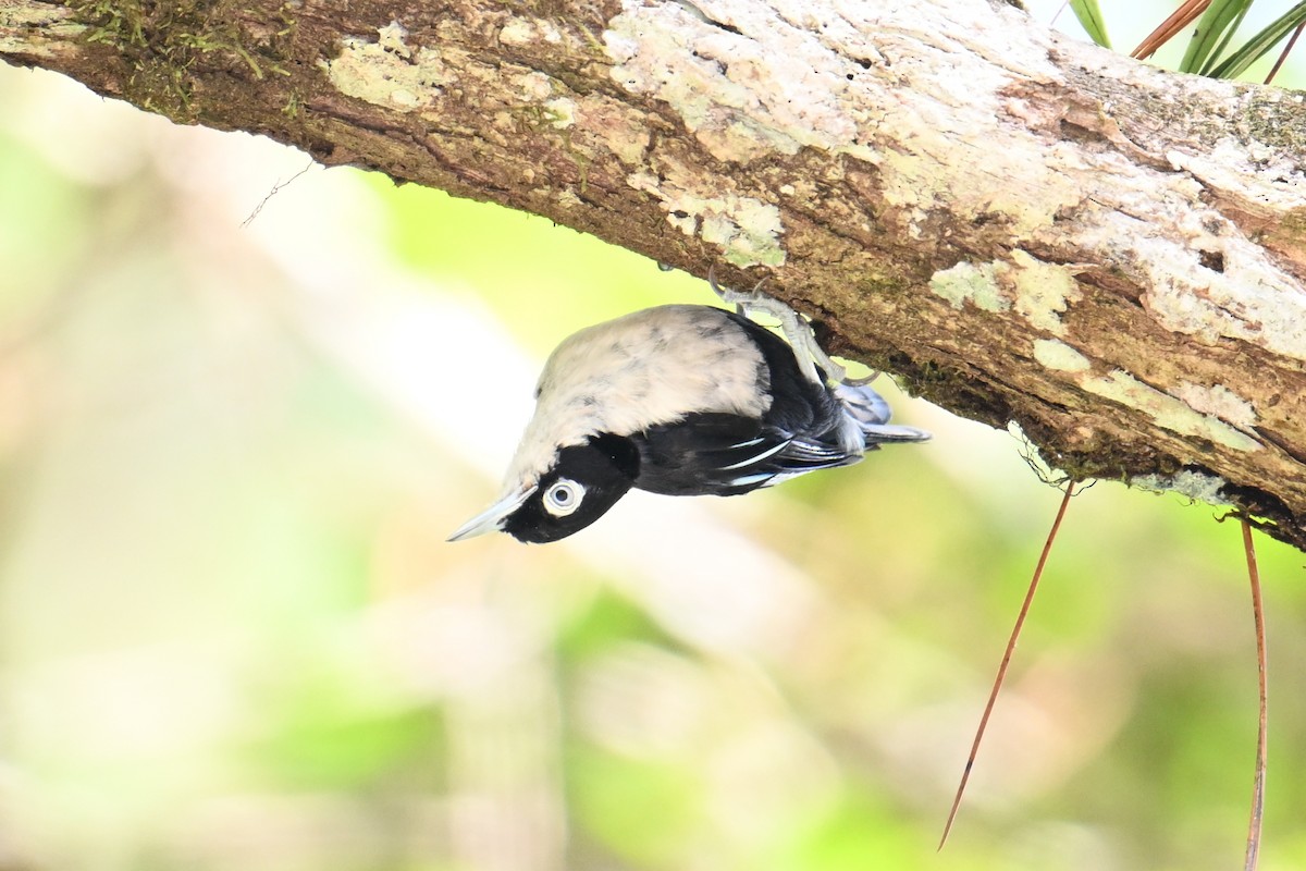 ズグロゴジュウカラ - ML646495828