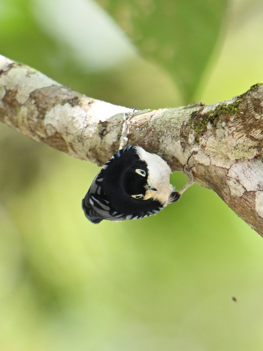 ズグロゴジュウカラ - ML646495829