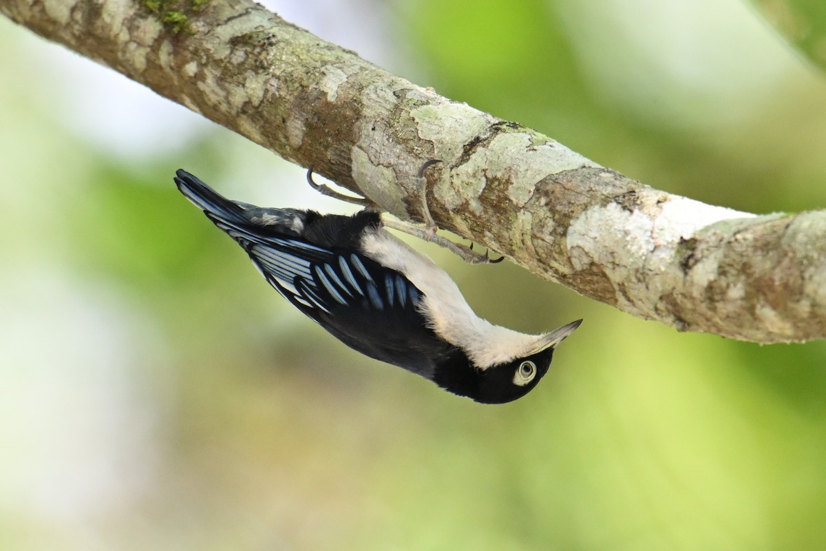 ズグロゴジュウカラ - ML646495830