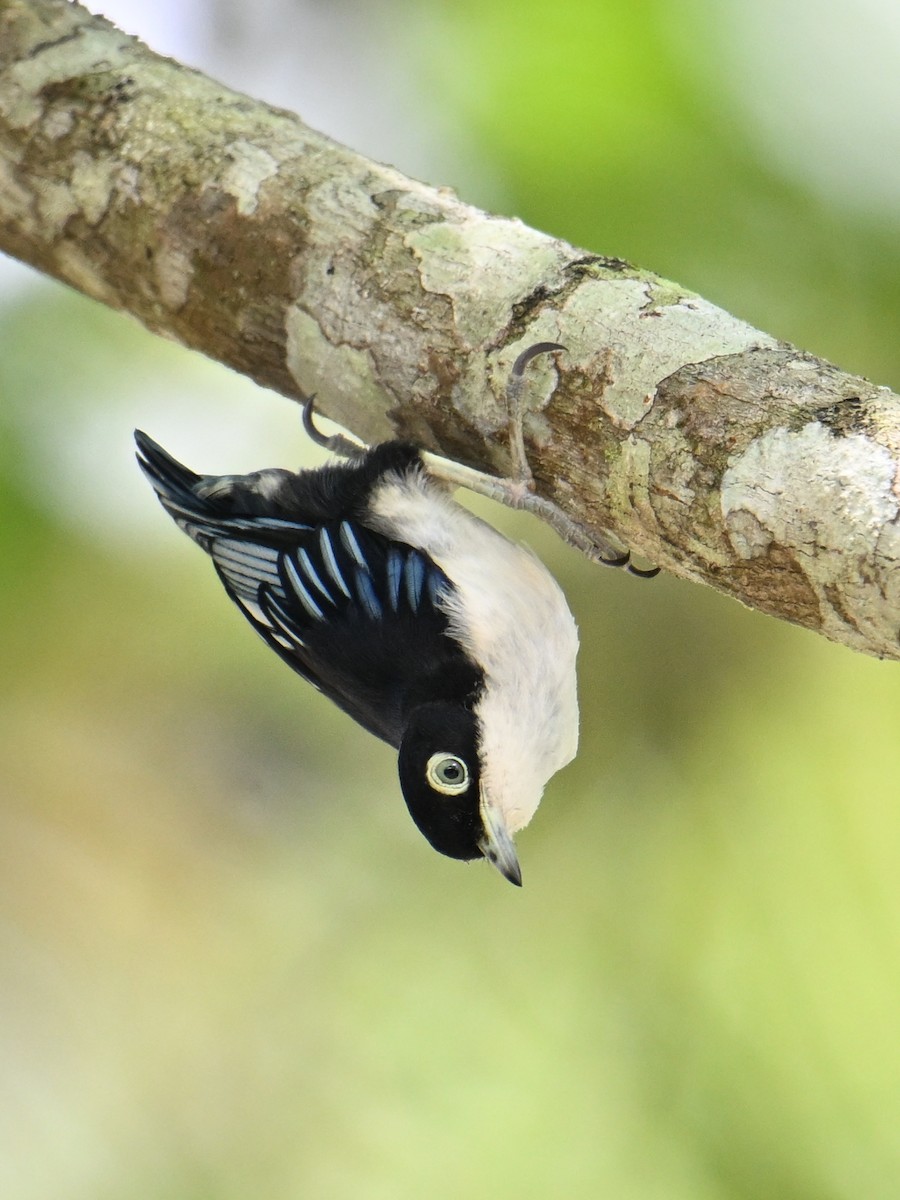 Blue Nuthatch - ML646495831