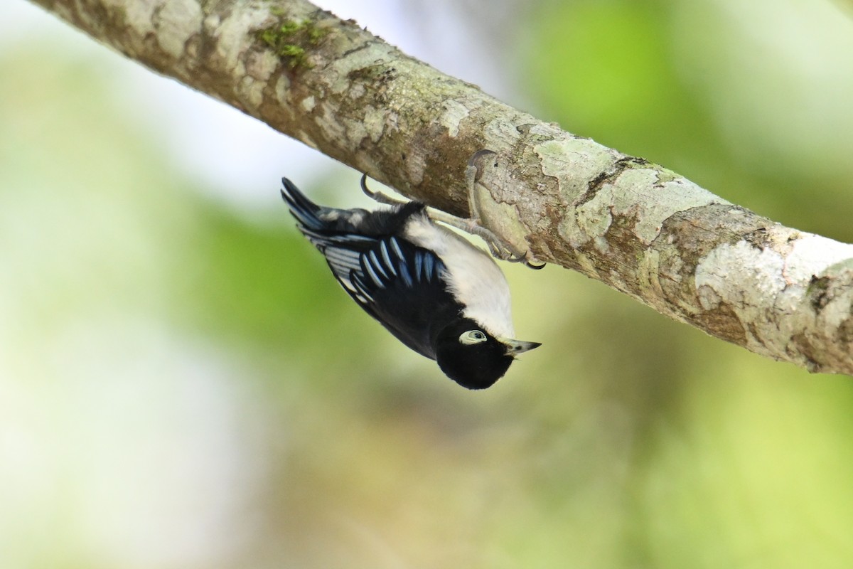 ズグロゴジュウカラ - ML646495832