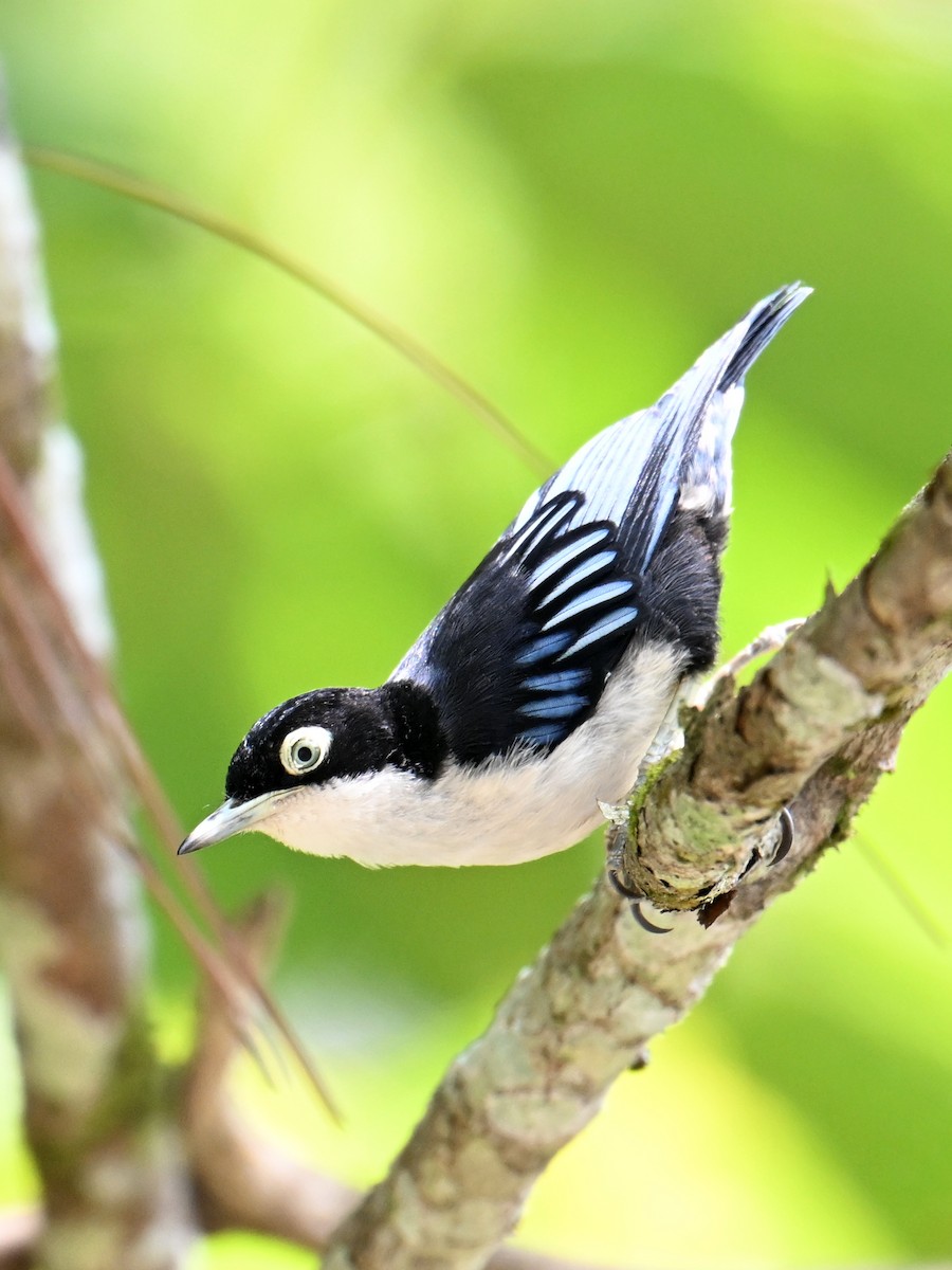 Blue Nuthatch - ML646495833