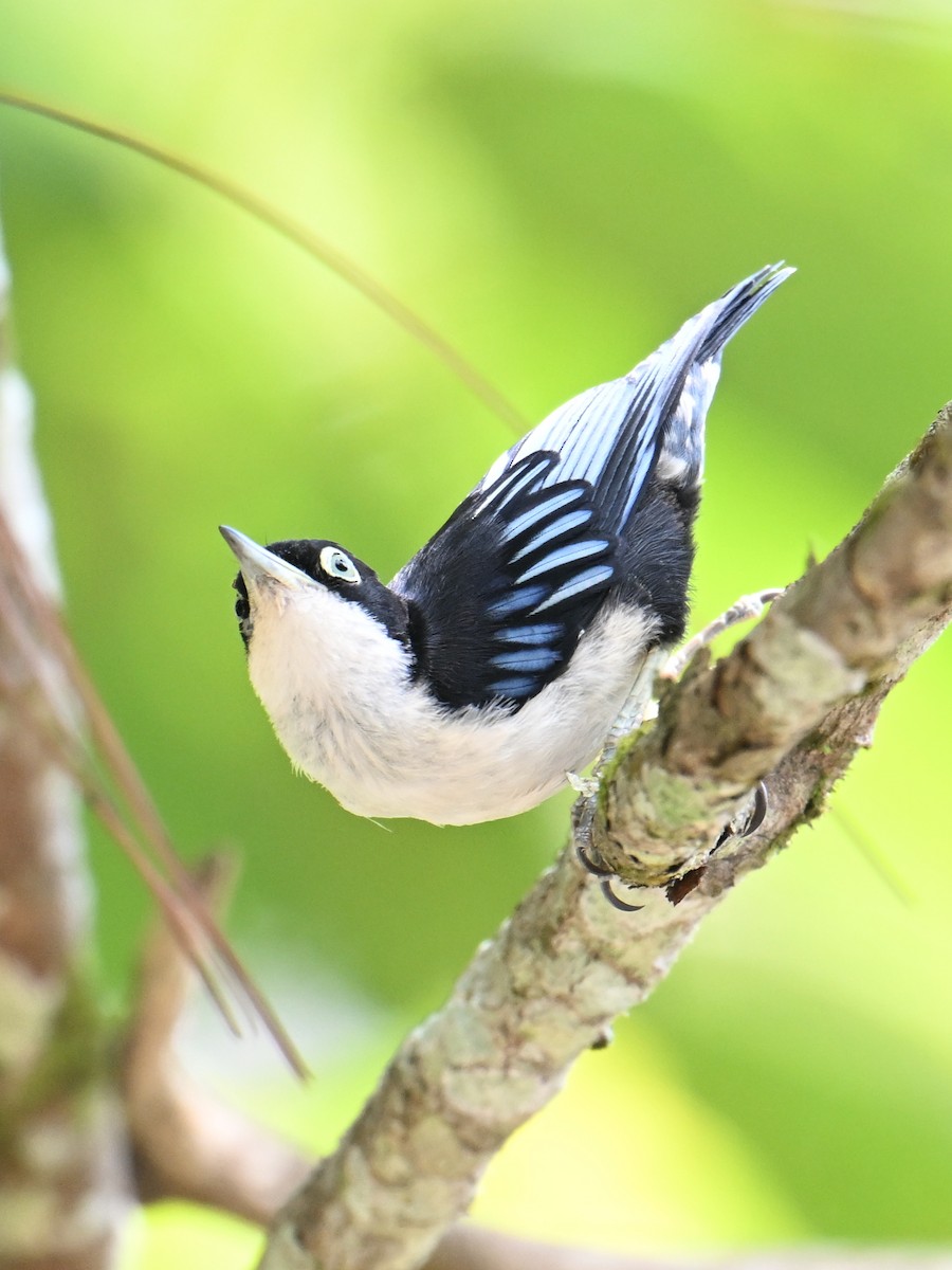 ズグロゴジュウカラ - ML646495834