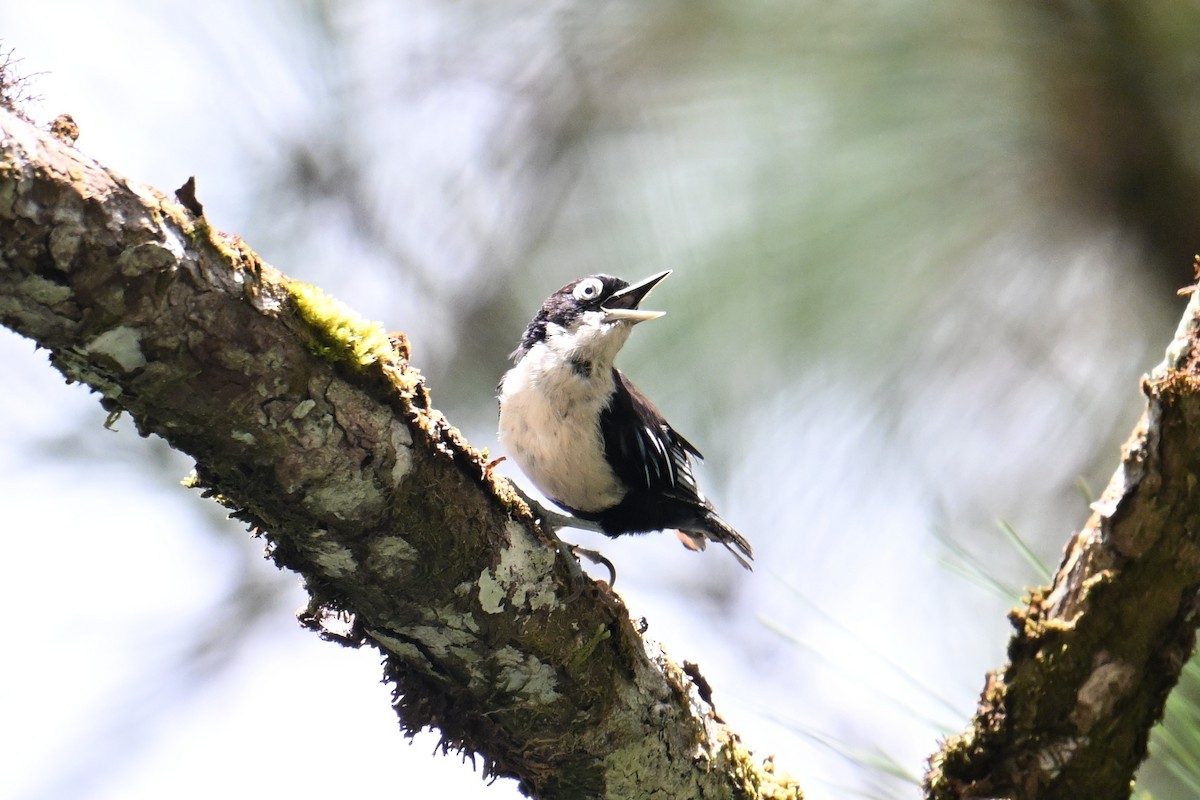 ズグロゴジュウカラ - ML646495835