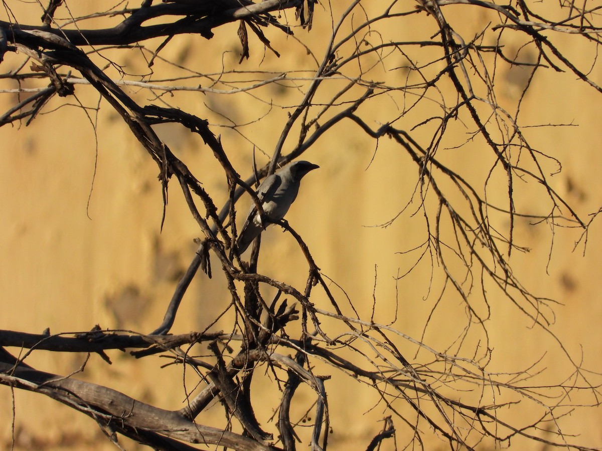 Black-faced Cuckooshrike - ML646495838
