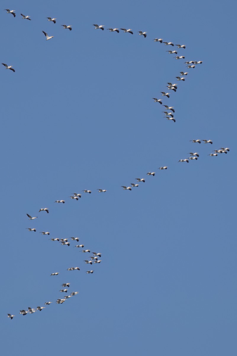 American White Pelican - ML646495840