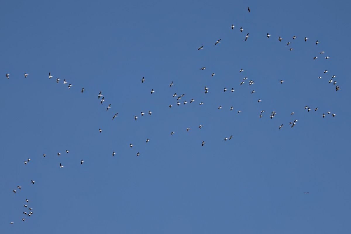 American White Pelican - ML646495842