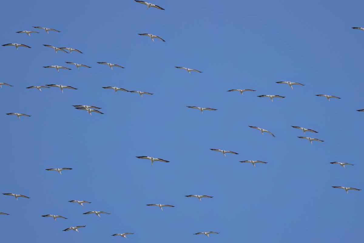 American White Pelican - ML646495843