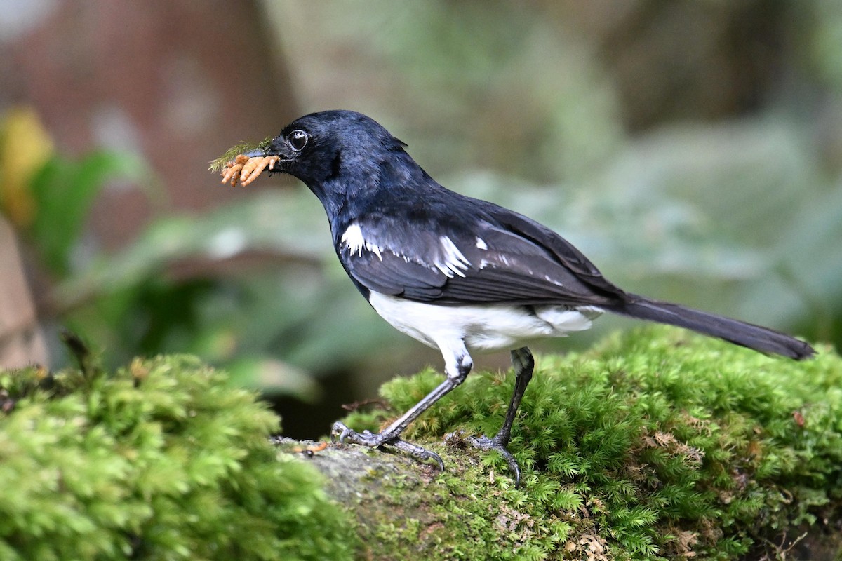 Oriental Magpie-Robin (Oriental) - ML646495845