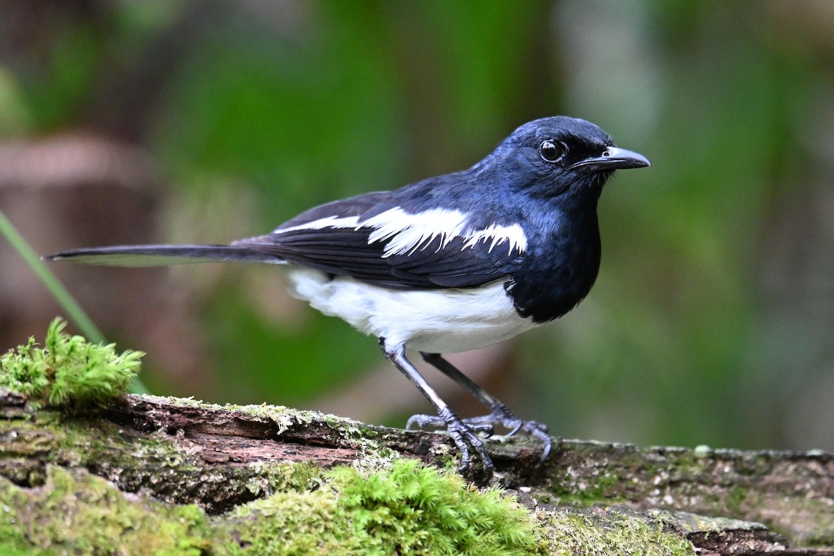 Oriental Magpie-Robin (Oriental) - ML646495846
