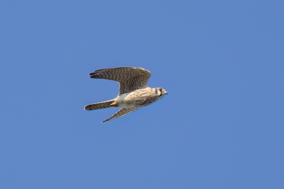 American Kestrel - ML646495854