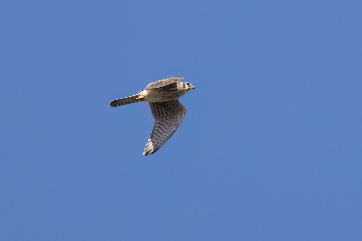 American Kestrel - ML646495856