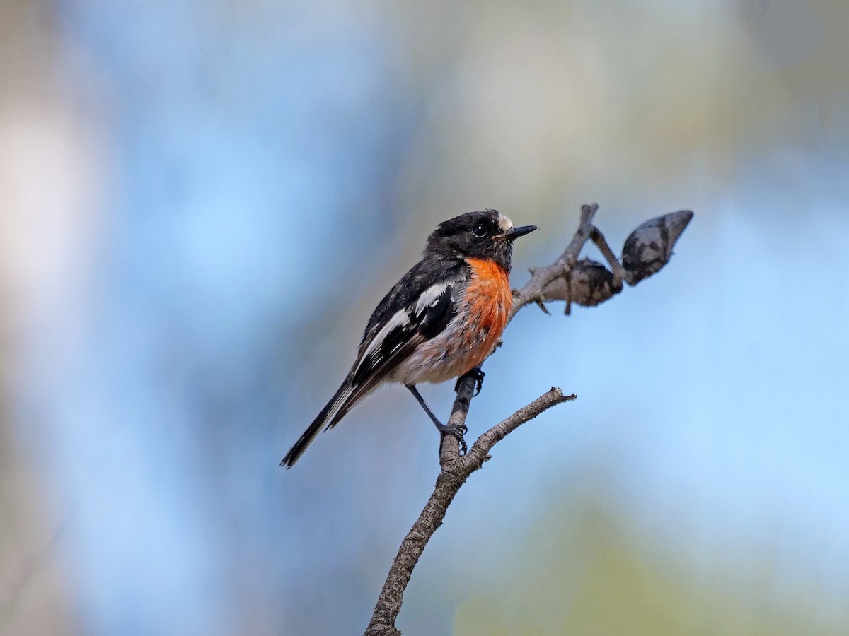 Scarlet Robin - ML646495859