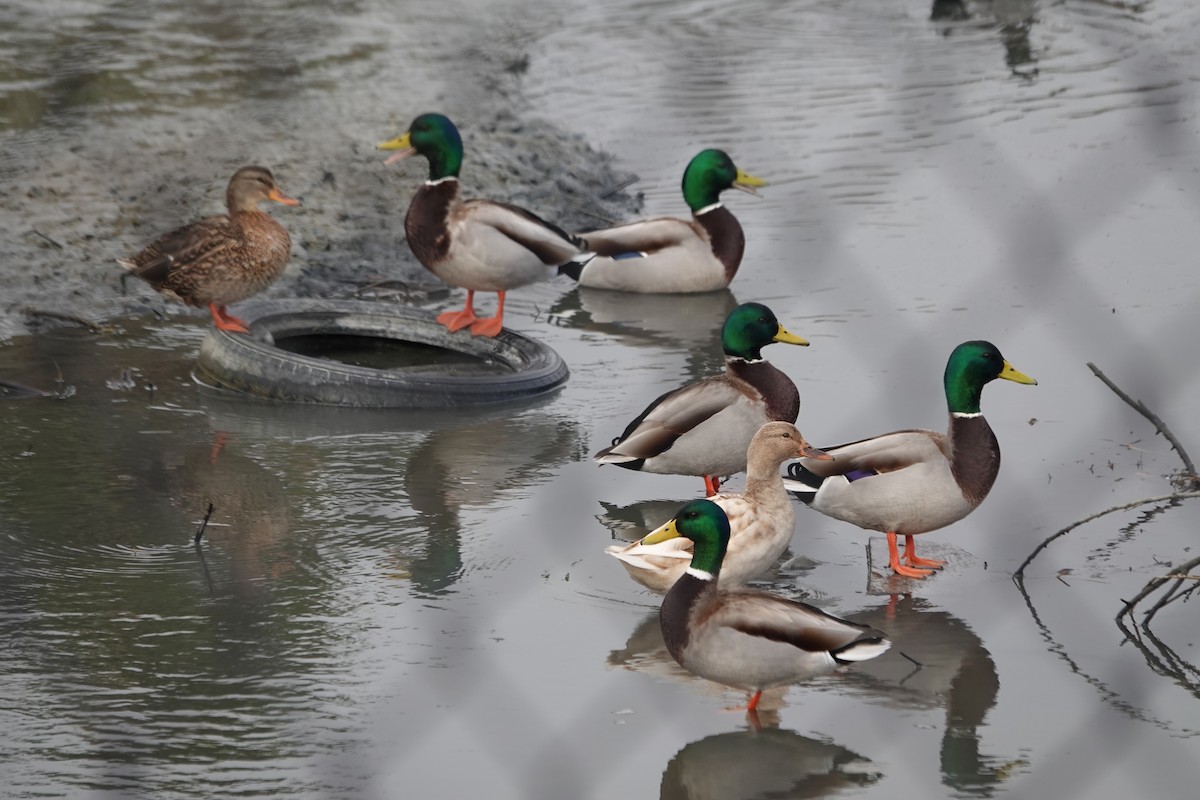 Mallard - ML646495860