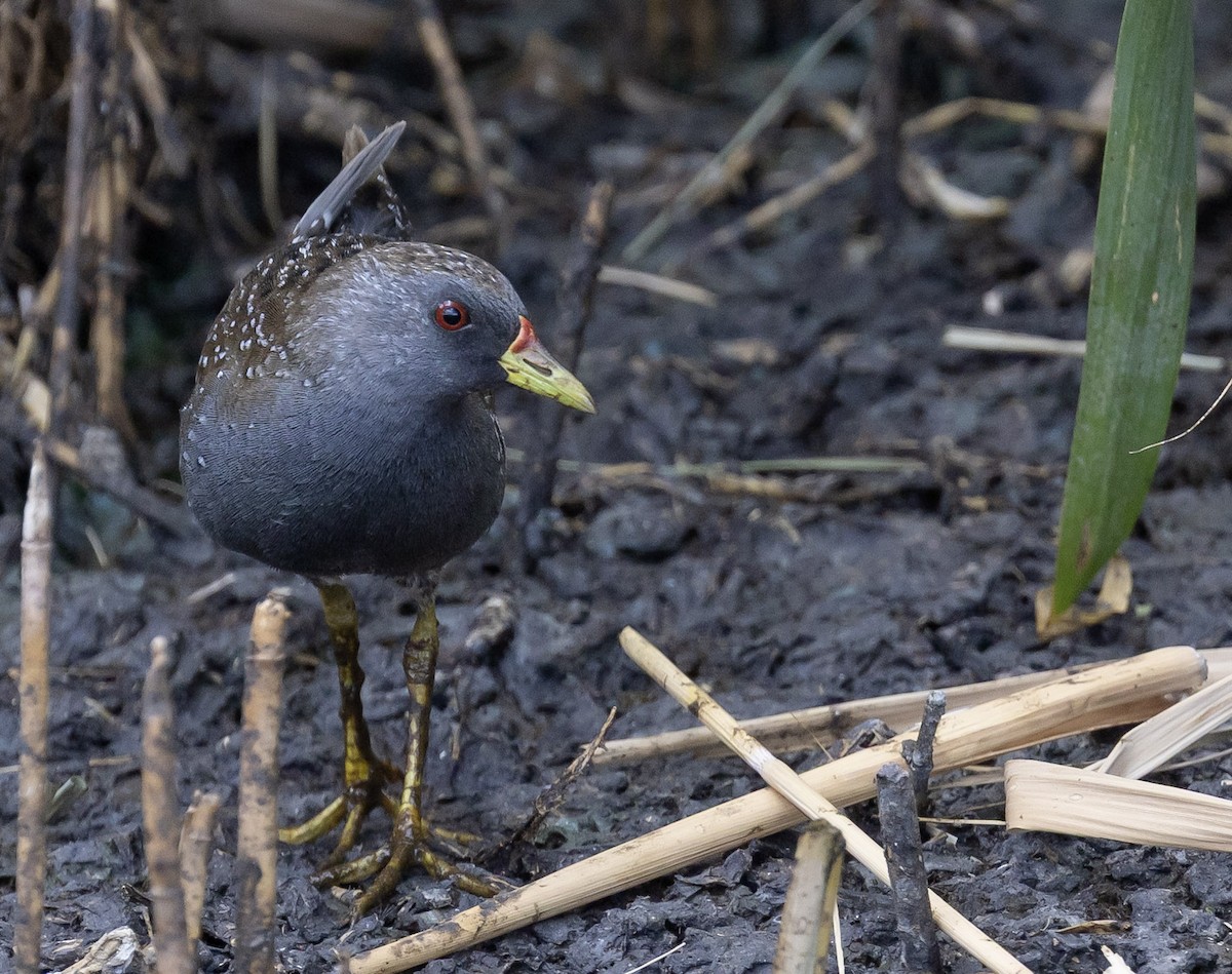 Australian Crake - ML646495861